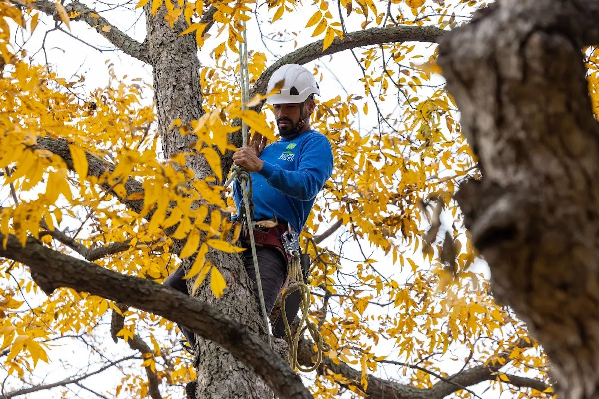 Skilled Storm Damage Cleanup crew working in Bethany